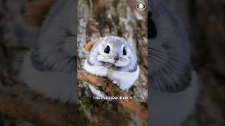 Japanese Flying Squirrel 💖 Adorable Flying Acrobats [upl. by Eedyah144]