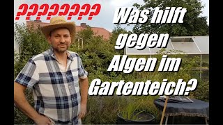 Was tun gegen Algen im Gartenteich Profi Tipps für Pflanzen vom Gärtner Gaststar [upl. by Aneloj]