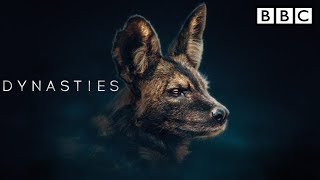 BBC America Dynasties wild dogs  BBC Dynasty trailer  Painted Wolf  Episode 4  The Rebel [upl. by Tessler]