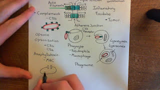 Leukocyte Extravasation Part 4 [upl. by Ardnaskela]