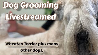 Live Dog Grooming Schnoodle Coton Havanese S C Wheaten Yorkie Schnauzer Schnorkie Cockapoo [upl. by Melentha]