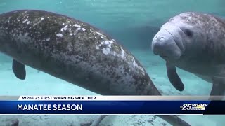 MidNovember marks the start of Manatee Season in South Florida [upl. by Bravin]