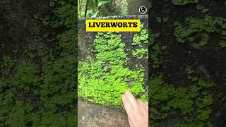 Lets Learn About the Bryophytes Around Us 🔥🔥 Shorts PWKannada [upl. by Jenei]