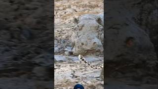 Leopard 🔥vs🔥Hippo wildlife shortsfeed viralvideo [upl. by Zurciram]