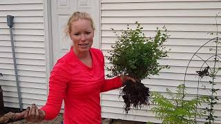 How To Transplant a Shrub Candy Coralberry [upl. by Ignatzia]