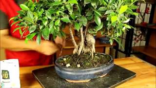 Cuidados y Consejos Bonsái Ficus retusa  Mistral Bonsai [upl. by Nawad]