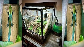 Repti Zoo Terrarium Review 18x18x24 Enclosure For Neon Blue Day Gecko Isopod amp Millipedes [upl. by Naxor143]