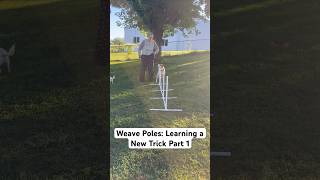 Amazing Dog Trick Agility Weave Poles shorts [upl. by Hsirahc]