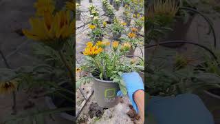 GAZANIA FLOWERS israel garden flowerharvest backyardgardening gardeningharvest gardening [upl. by Monk694]