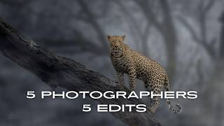 5 Wildlife Photographers edit the same photo which one do you prefer [upl. by Bobbee]