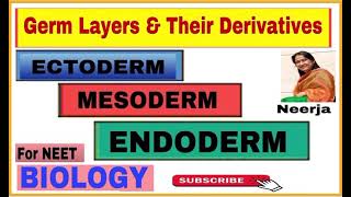 Derivatives of germ layers  Ectoderm  Mesoderm  Endoderm Biology  NEET  by Neerja [upl. by Elvah]