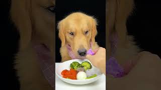 Cute smart Golden dog eating food fun dog eat foodie mukbang asmr goldenretriever [upl. by Cates212]