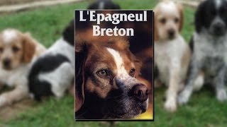 L’épagneul breton [upl. by Nelyaw]