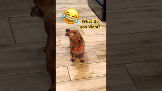 Hardheaded Dachshund does not want to Talk dogs Shorts puppy [upl. by Annoek]