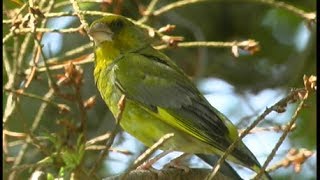 Verdier dEurope European Greenfinch Grünling  Carduelis chloris [upl. by Consuela849]