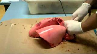 Science Demonstration  Sheep lung Expansion  theflamelabcom [upl. by Leak]