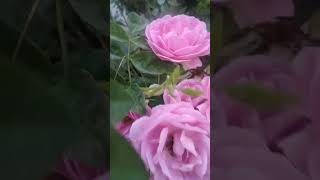 Panneer poove rose flowers beuty [upl. by Chari]