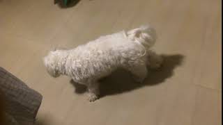 maltese dog coughing nonstop [upl. by Kanya]