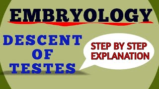 DESCENT OF TESTES  EMBRYOLOGY [upl. by Eelac]