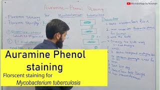 Auramine Phenol staining  Florescent Staining method for Mycobacterium tuberculosis [upl. by Cira]