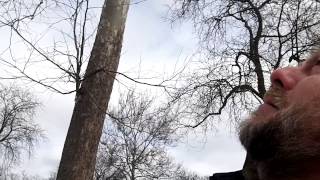 American Sycamore Tree Identification  Platanus occidentalis [upl. by Etnaik]