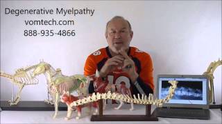 What is Degenerative Myelopathy in the Dog [upl. by Nilat]