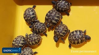 4 popular pet tortoise breeds  Choose the best pet tortoise for you in this indepth guide [upl. by Petulah]