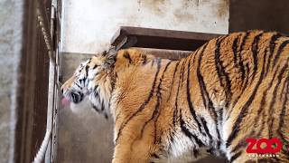 Ny hantiger i zoo  New male tiger arrived in Copenhagen Zoo [upl. by Ritchie338]