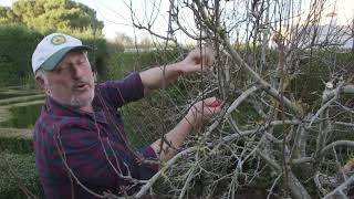 How to prune an advanced pear tree [upl. by Nnylyma]