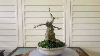 Bonsai design and techniques applied to a Ficus BurttDavyi bonsai bonsai ficusplant livingart [upl. by Aknahs576]