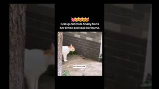 POV Fed up Cat Mom finally found her Kitten 😸 🥹😂❤️🧿streetdog shorts cat love [upl. by Akkim]