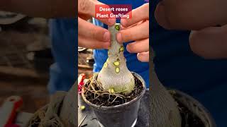 Adenium grafting grafting plants homenursery gardening [upl. by Ramsey]