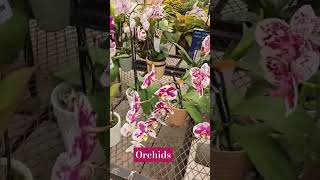 Choose your favorite orchids😍 flower orchids beautiful trendingshorts viralshort youtubeshorts [upl. by Hazen493]