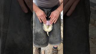 Farrier mixing anti shock putty onto hoof [upl. by Elisabetta]