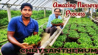 Amazing Nursery Method of Chrysanthemum Cutting You Never Have Seen Before  Mums Cuttings Easily [upl. by Eyt959]