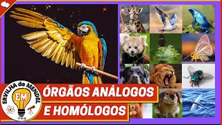 Órgãos análogos e homólogos [upl. by Yniatirb]