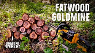 Discovering a Fatwood Goldmine in a Windblown Hemlock [upl. by Kuth]