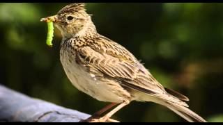 Skylark Bird Call Bird Song [upl. by Kucik205]