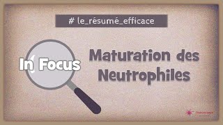 🔎 In focus  Maturation des neutrophiles [upl. by Vitoria]