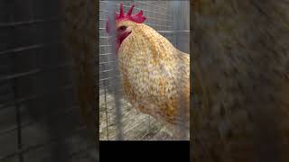 Lower Rhine Chicken Niederrheiner shorts [upl. by Hplar]