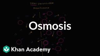 Osmosis  Membranes and transport  Biology  Khan Academy [upl. by Annaitat]