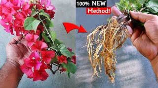 How To PROPAGATE Bougainvillea From Flowering Branches [upl. by Yaron626]