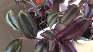 How to Propagate Tradescantia Zebrina  Purple Variety [upl. by Ileek]