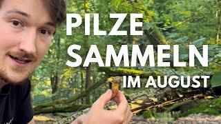 Pilze sammeln im August 2024  Täublinge Rotfußröhrlinge WaldfreundRüblinge und mehr [upl. by Murielle]