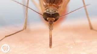 How Mosquitoes Use Six Needles to Suck Your Blood  Deep Look [upl. by Gnap917]