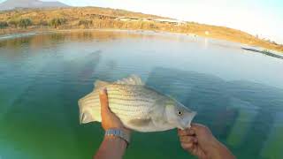 SPINNING ALLO STRIPED BASS con Etna in eruzione Agroittica Siciliana [upl. by Whipple]