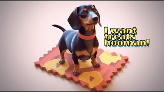 Dachshund talking to his hooman for treats [upl. by Ellenet138]