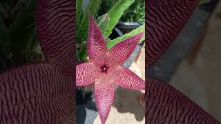 Stapelia hirsutacacto estrelaplantasflores shortes [upl. by Inverson]