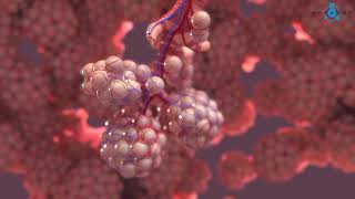 Alveoli 3D Medical Animation [upl. by Ecraep903]