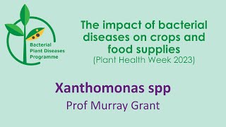 Xanthomonas spp and diseases of bananas brassicas strawberries and maize [upl. by Aicilana]